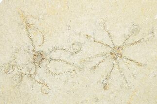 Two Floating Crinoid (Saccocoma) Fossils - Solnhofen Limestone #351012