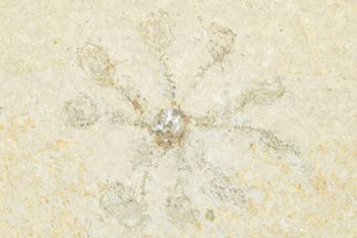 Floating Crinoid (Saccocoma) Fossil - Solnhofen Limestone #351015