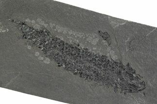 Devonian Lobe-Finned Fish (Osteolepis) Fossil - Scotland #351016