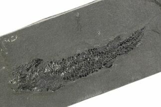 Devonian Lobe-Finned Fish (Osteolepis) Fossil - Scotland #351018