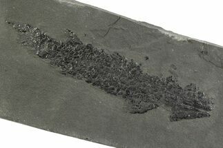 Devonian Lobe-Finned Fish (Osteolepis) Fossil - Scotland #351021