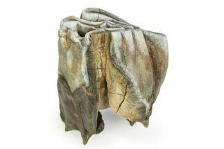 Fossil Woolly Rhino (Coelodonta) Tooth - Siberia #350938