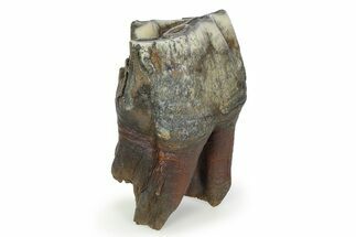 Fossil Woolly Rhino (Coelodonta) Tooth - Siberia #350948