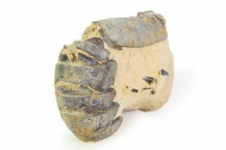 Eocene Lobster (Hoploparia) Fossil - England #351028