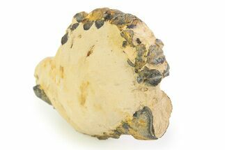 Eocene Lobster (Hoploparia) Fossil - England #351029