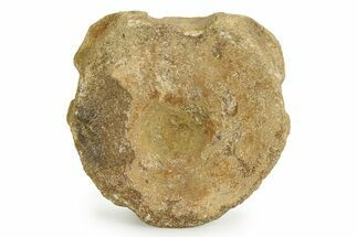 Fossil Ichthyosaur (Brachypterygius) Vertebra - England #351038