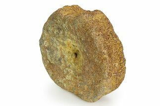 Fossil Ichthyosaur (Brachypterygius) Vertebra - England #351046