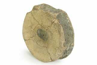 Fossil Ichthyosaur (Brachypterygius) Vertebra - England #351050