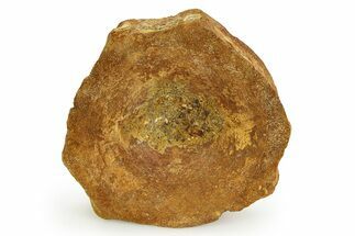 Fossil Ichthyosaur (Brachypterygius) Vertebra - England #351051