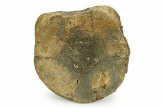 Fossil Ichthyosaur (Brachypterygius) Vertebra - England #351052