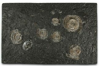 Fossil Ammonite Cluster - Posidonia Shale, Germany #350869