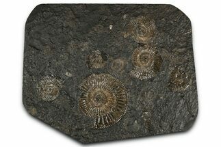 Fossil Ammonite Cluster - Posidonia Shale, Germany #350870