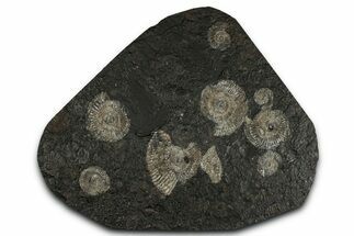 Fossil Ammonite Cluster - Posidonia Shale, Germany #350876