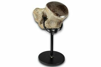 Polished Fossil Mosasaur Vertebra w/ Metal Stand - Texas #350975