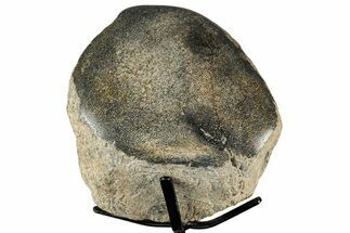 Polished Fossil Mosasaur Vertebra w/ Metal Stand - Texas #350985