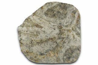 Dinosaur (Grallator) Track - Positive Impression #351136