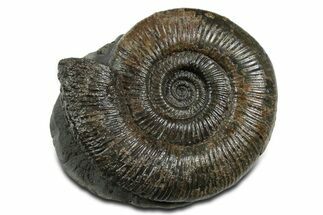 Jurassic Ammonite (Dactylioceras) Fossil - England #351142