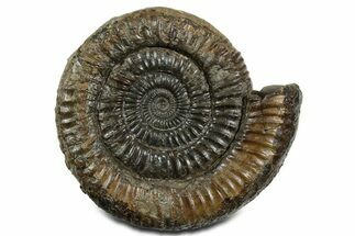 Jurassic Ammonite (Dactylioceras) Fossil - England #351155