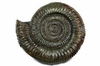 Jurassic Ammonite (Dactylioceras) Fossil - England #351158