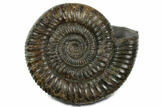 Jurassic Ammonite (Dactylioceras) Fossil - England #351159