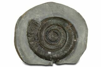 Jurassic Ammonite (Dactylioceras) Fossil - England #351164