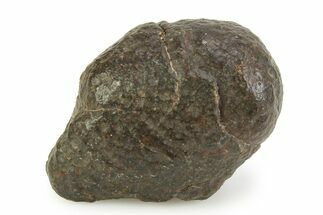 OC Chondrite Meteorite ( g) - NWA #350993