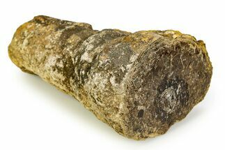 Polished Fossil Stromatolite Colony on Petrified Wood - Utah #351209