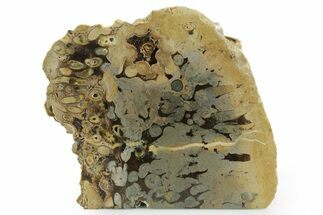 Polished Fossil Teredo (Shipworm Bored) Wood - England #351112
