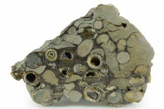 Polished Fossil Teredo (Shipworm Bored) Wood - England #351119