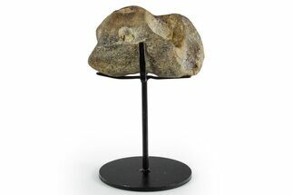 Fossil Mosasaur Jaw Section with Metal Stand - Texas #351221