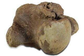 Large Fossil Mosasaur (Tylosaurus) Cervical Vertebra - Texas #351222