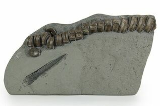 Reptile & Amphibian Fossils For Sale