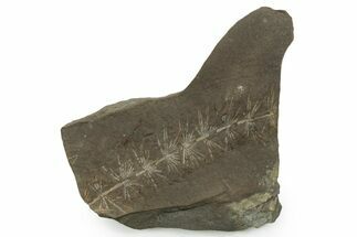 Fossil Pennsylvanian Horsetail (Asterophyllites) Plate #351132