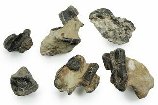 Rare Hypsilophodontid Dinosaur Bone Assortment - England #351269