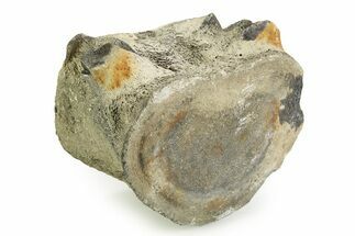 Fossil Whale Thoracic Vertebra - Yorktown Formation #351091