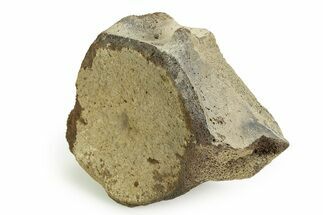 Fossil Whale Lumbar/Caudal Vertebra - Yorktown Formation #351096