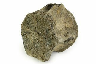 Fossil Whale Caudal Vertebra - Yorktown Formation #351097