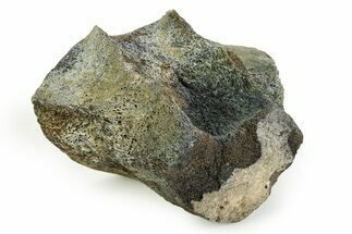 Fossil Whale Thoracic Vertebra - South Carolina #351101