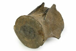 Fossil Whale Lumbar Vertebra - South Carolina #351104
