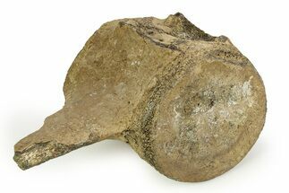 Fossil Whale Lumbar Vertebra w/ Shark Predation - South Carolina #351107