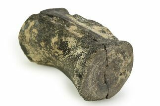 Fossil Iguanodontid Dinosaur (Mantellisaurus) Vertebra - England #351237