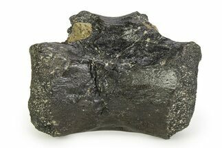 Rare, Theropod Dinosaur Vertebra with Bite Mark - England #351239