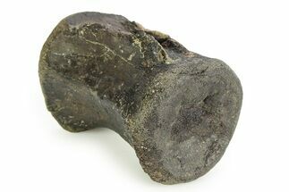 Fossil Iguanodon Caudal Vertebra - Isle of Wight, England #351241