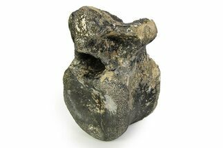 Cretaceous Fossil Iguanodon Vertebra - Isle of Wight, England #351246