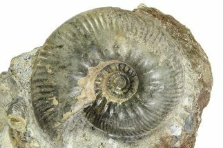 Jurassic Ammonite (Proplanulites) Fossil - England #351250