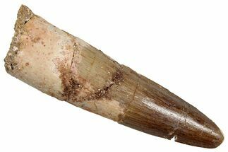 Fossil Spinosaurus Tooth - Real Dinosaur Tooth #350112