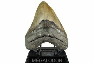 Fossil Megalodon Tooth - North Carolina #350587