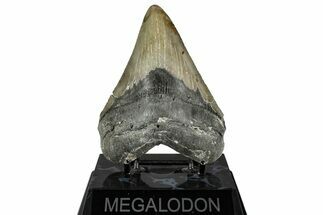 Serrated, Fossil Megalodon Tooth - North Carolina #350590