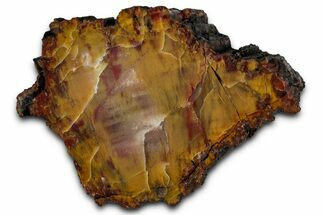 Polished Petrified Rainbow Wood (Araucarioxylon) - Arizona #350864