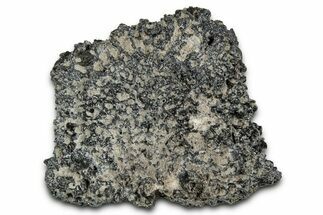 Fossil Glyptodont (Glyptotherium) Bony Armor Osteoderm - Florida #351062